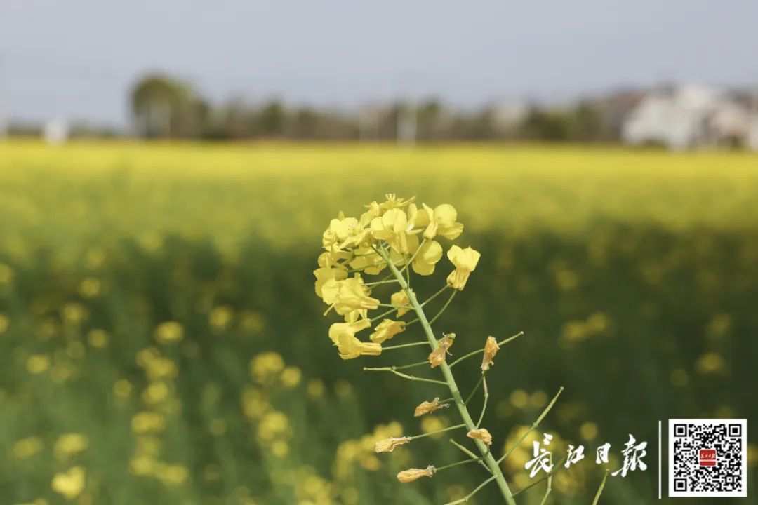 DƬ